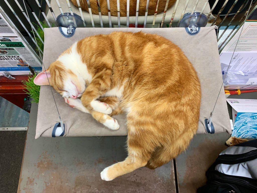 sentaiprfan-on-twitter-rt-thestourbridge-night-night-sweet-dreamies