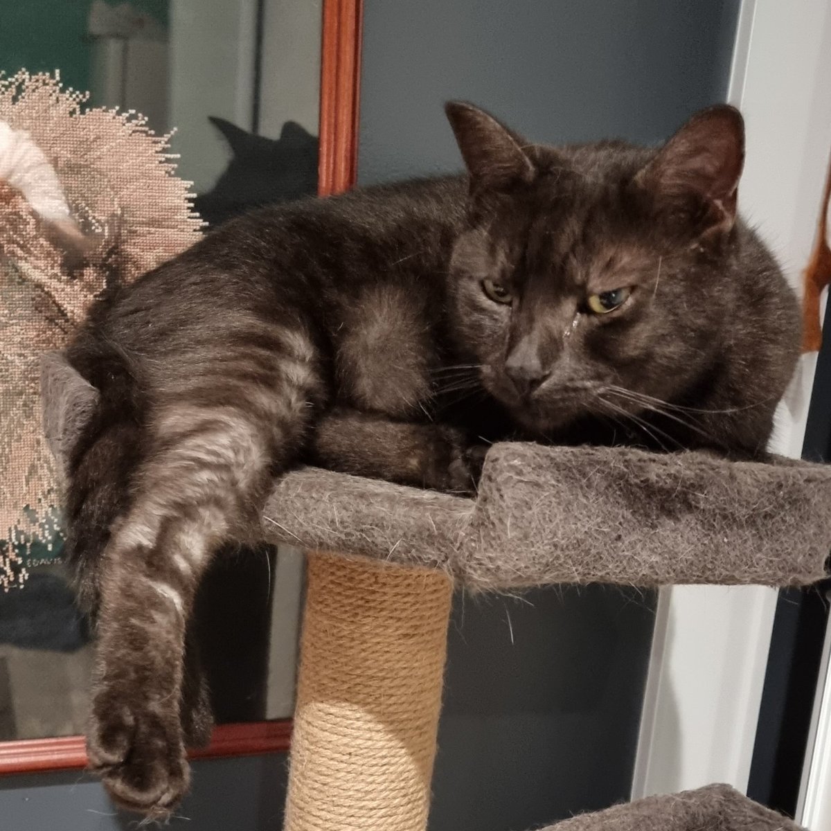 King Pepe Alexander III🌲🇦🇺 tweet media