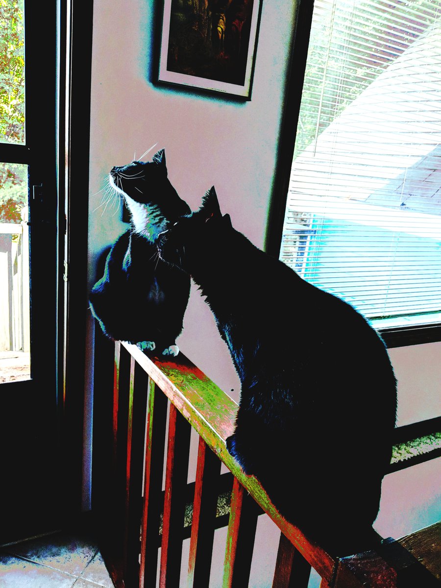 CopperScale's tweet image. Sam and Dean bird watching 
#photography #mycats #filterforge #catsnoirfriday