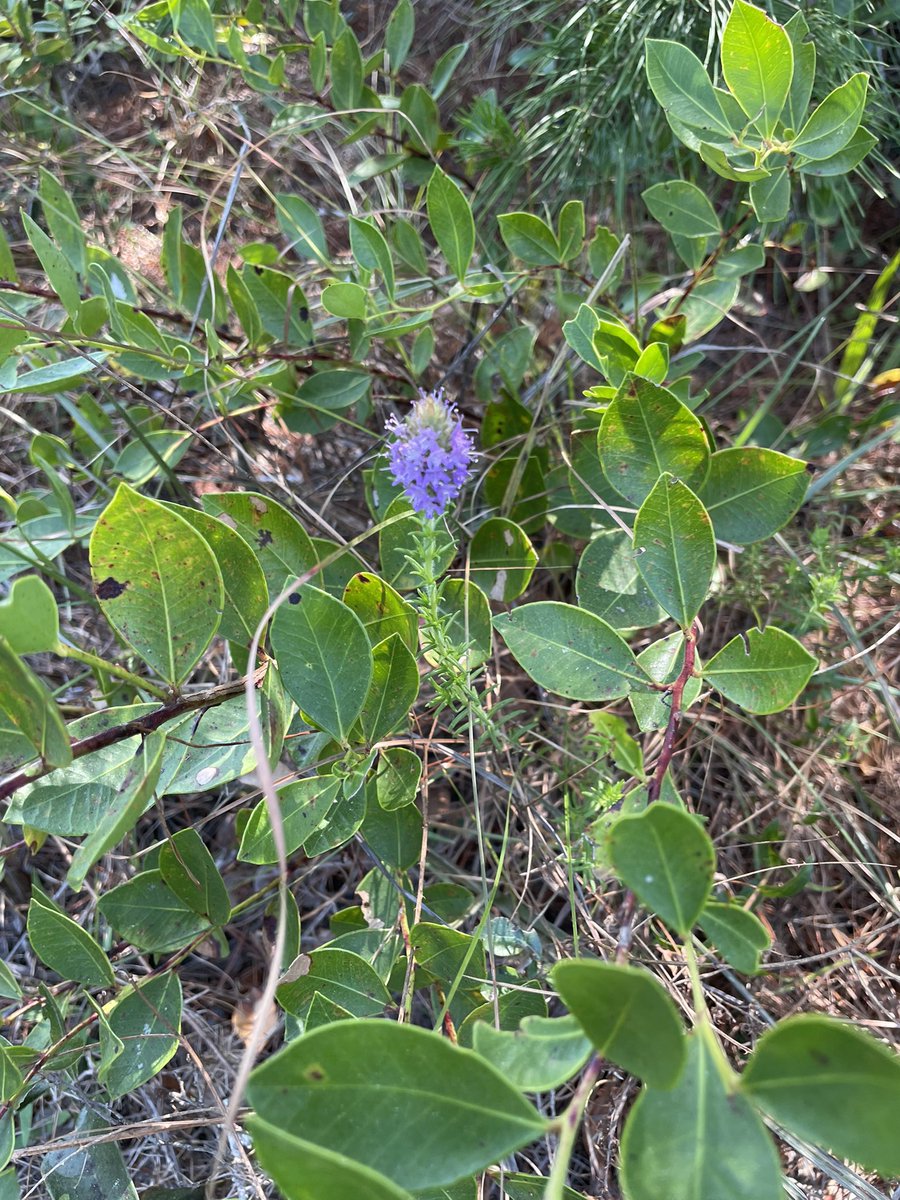 Ken Gioeli tweet media