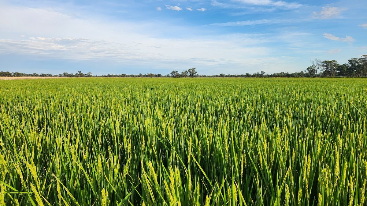 Jeremy Morton 🌾🐸🦆🚜🐟🐂 tweet media