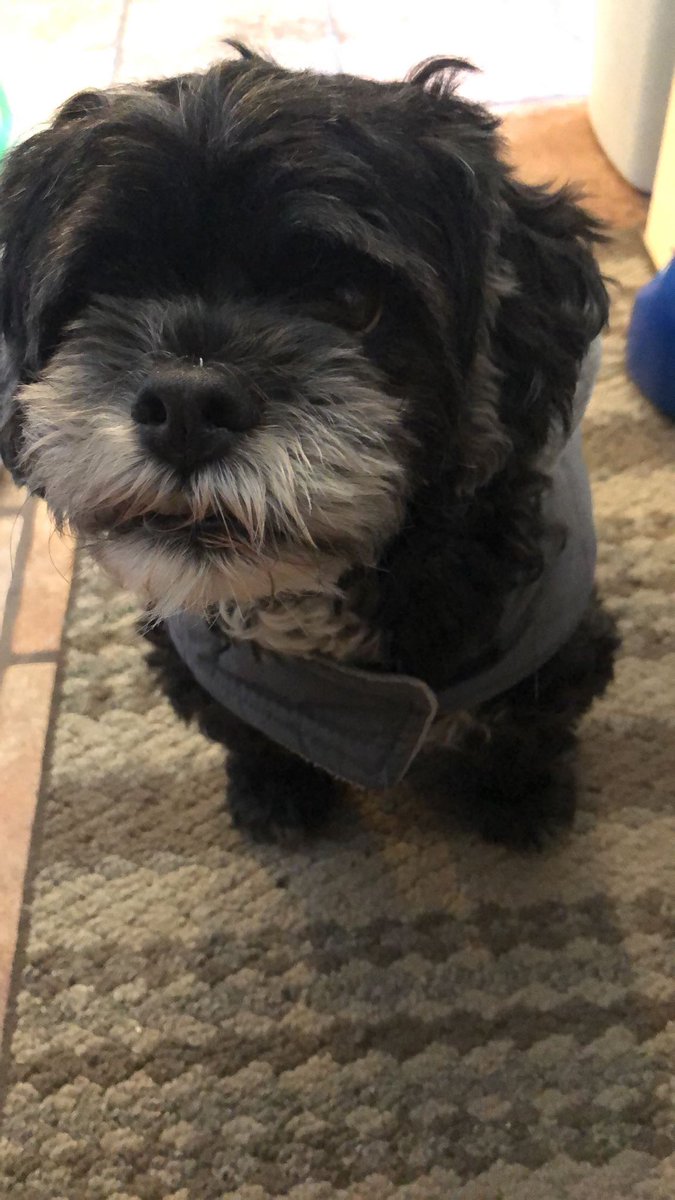acalvillo14's tweet photo. This is the second hardest goodbye i’ve had to make. The things i can say about you Ewok. I’m going to miss napping with you when sick or coming back from school and you being the first one to greet me. I’m sorry i couldn’t be there to say my last goodbye but know I love you ❤️ https://t.co/N77p4OBvUU