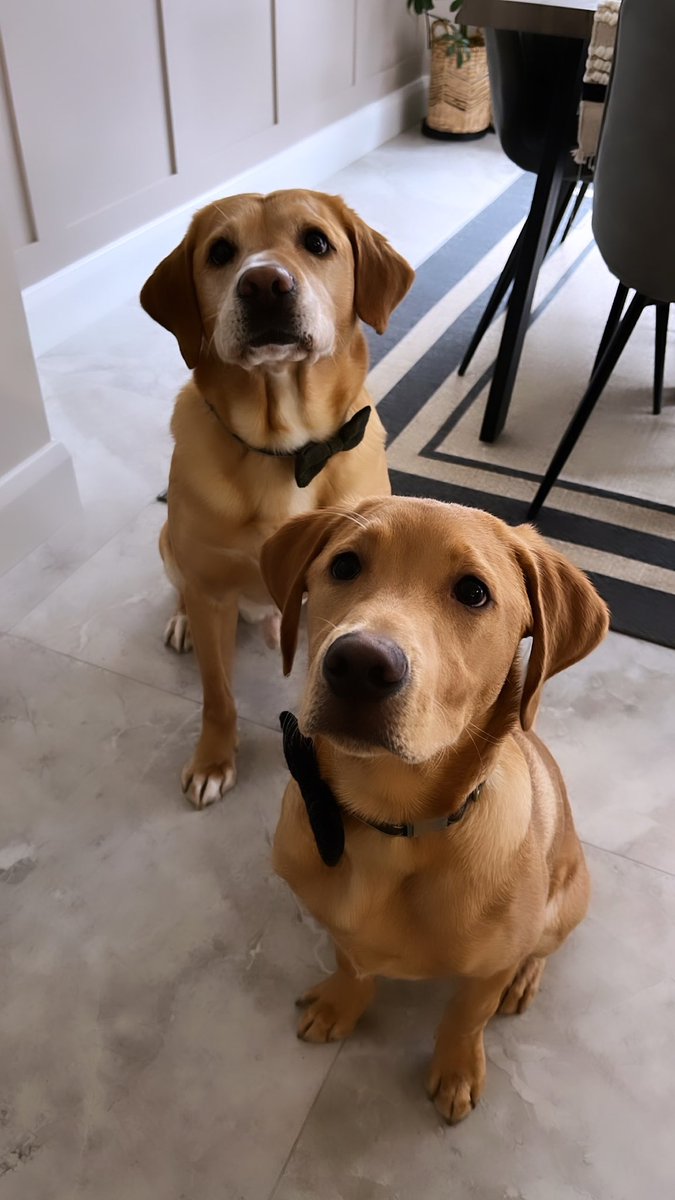 m50hmg's tweet photo. 7 weeks of Marley and Benji #BestBoys #redfoxlabrador #foxredlabradors #RescueDogs ๐๐ https://t.co/gdksfwJrKy
