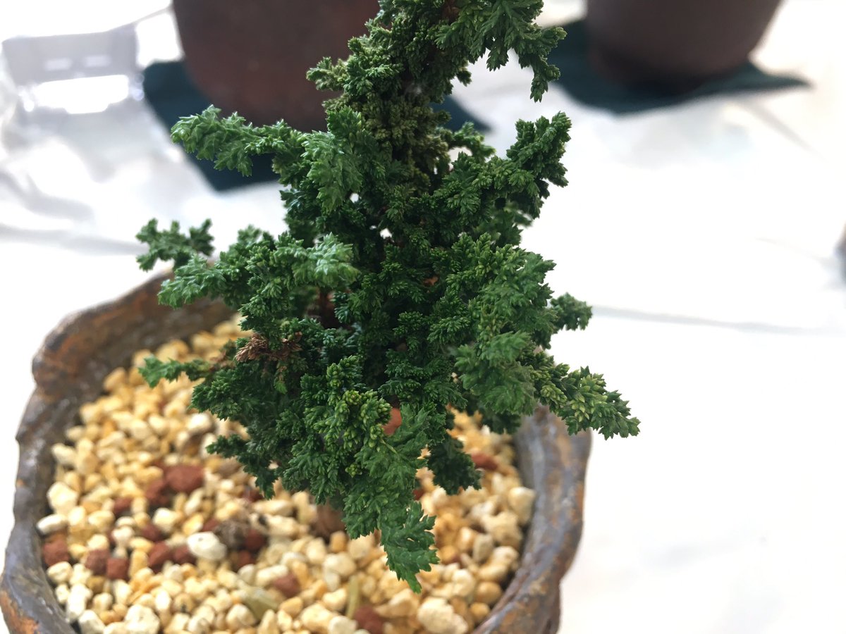 ふぁるくオシロイバナ団長 on Twitter 