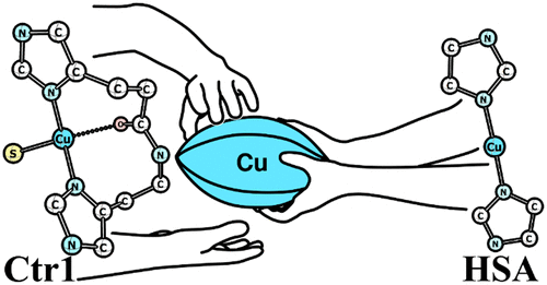 bhkenlo's tweet photo. Exploration of the Potential Role of Serum Albumin in the Delivery of Cu(I) to Ctr1 https://t.co/1uEutpkpP4 Haas and co-workers 
@InorgChem 🌟Featured Article🌟
#copper #HSA #Ctr1 #ascorbate #pM #cargo #trafficking #peptide #EXAFS #Ctr1_14 #ectodomain #chaperones #associative https://t.co/87d0Eih2hn