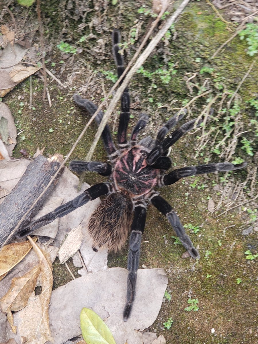 wadelgadop's tweet photo. @Arachno_Cosas Hoy me encontré con esta hermosura en el camino https://t.co/ZP0aBahZhO
