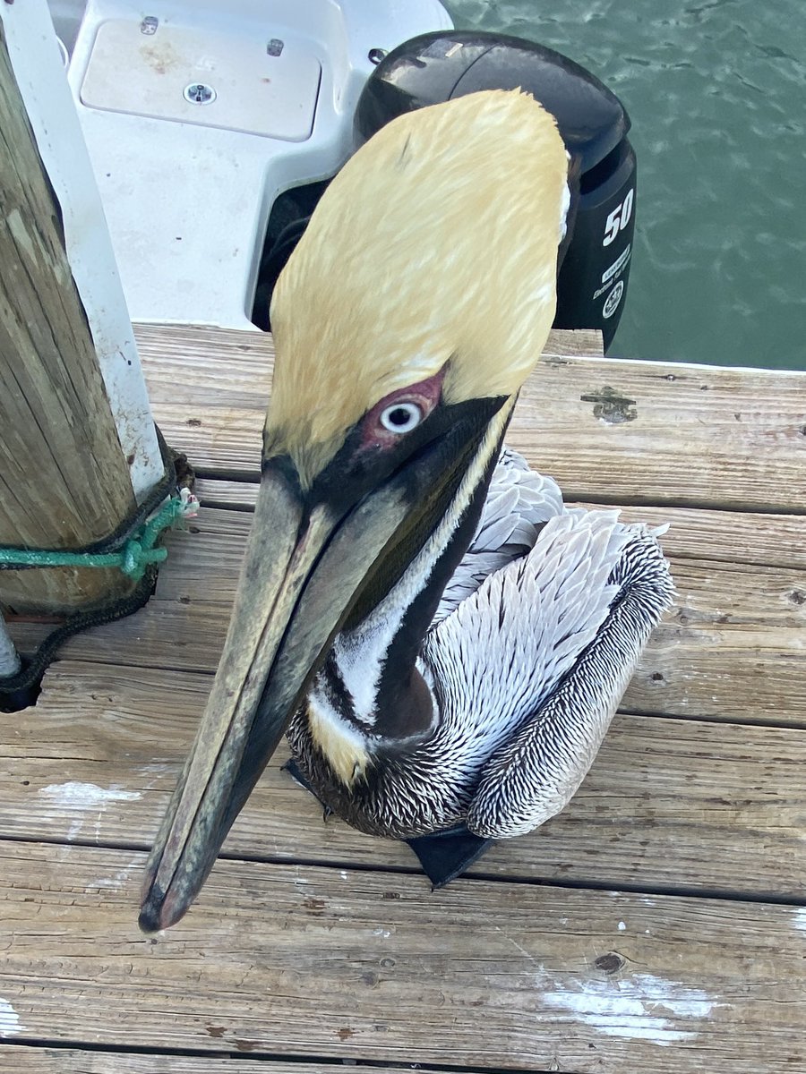 mutagene1s's tweet photo. sorry guyse i went to thw doctor and he told me i have “forget twitter exists for 100 years” disease. its incurable. heres a picture of a pelican i took looking really innocent five seconds before he tried to eat my leg https://t.co/W6cLmNrk7n