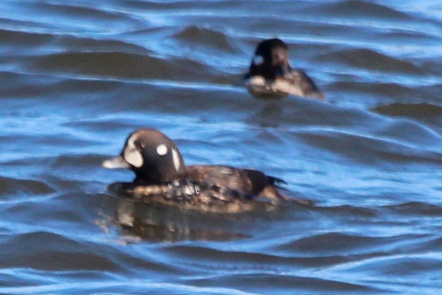 ryryry4's tweet photo. Young male Harlequin on the Hudson, Kingston, upstate New York https://t.co/VWtI3y98xY
