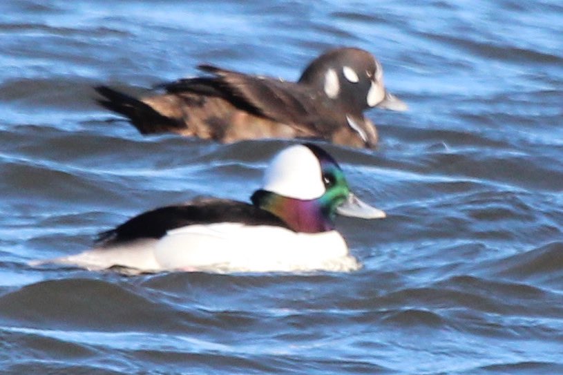 ryryry4's tweet photo. Young male Harlequin on the Hudson, Kingston, upstate New York https://t.co/VWtI3y98xY