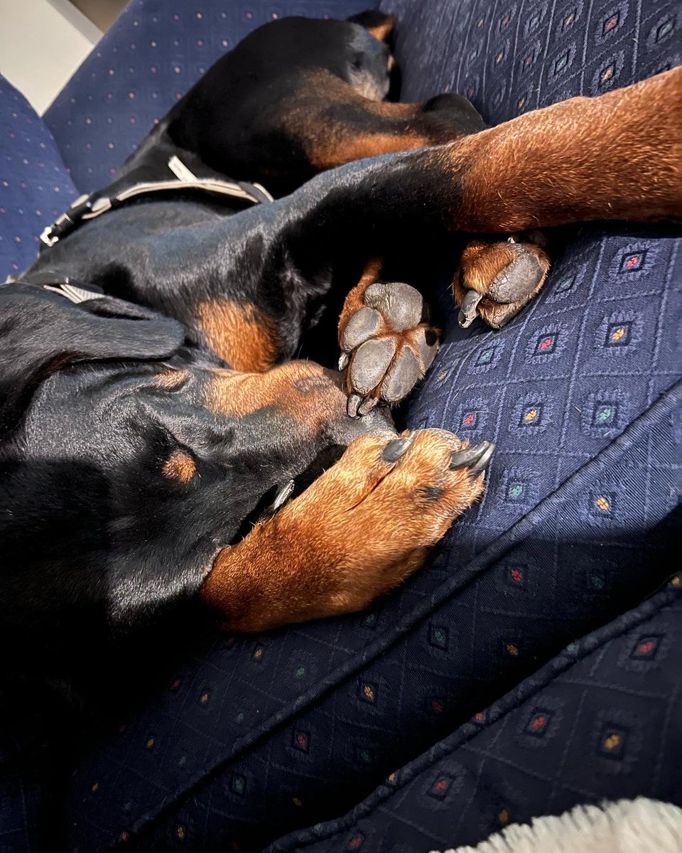 sheisHeatherRae's tweet photo. Just look at those paws. 😍
#Rottweilers #Rottweilermix #animalfriends https://t.co/L98hKRWISv