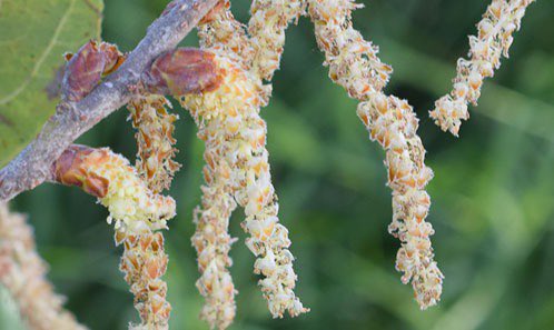 Mariana28353218's tweet image. Especies endémicas del Bosque de La Primavera:
1-Álamo blanco (Populus primaveralepensis)
2-Tunihu tuu (Ficus cotinifolia)
3-Ceiba (Ceiba aesculifolia)
@_PenelopeHN #Jardineria115B