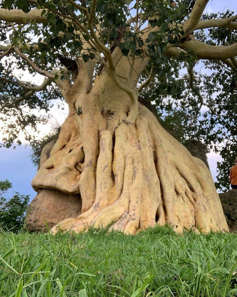 Mariana28353218's tweet image. 4-Amate amarillo (Ficus petiolaris)
5-Pino avellano (Pinus douglasiana)
@_PenelopeHN #Jardineria115B