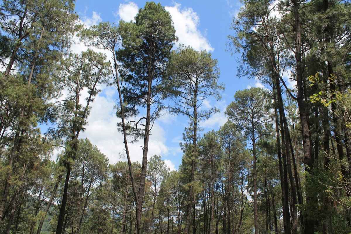 Mariana28353218's tweet image. 4-Amate amarillo (Ficus petiolaris)
5-Pino avellano (Pinus douglasiana)
@_PenelopeHN #Jardineria115B