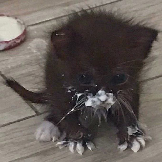 humbabykitten's tweet photo. @HumDinky o ...,,,.,...  dat wa ;s  urs ,,?? https://t.co/CNcfj5f4vo
