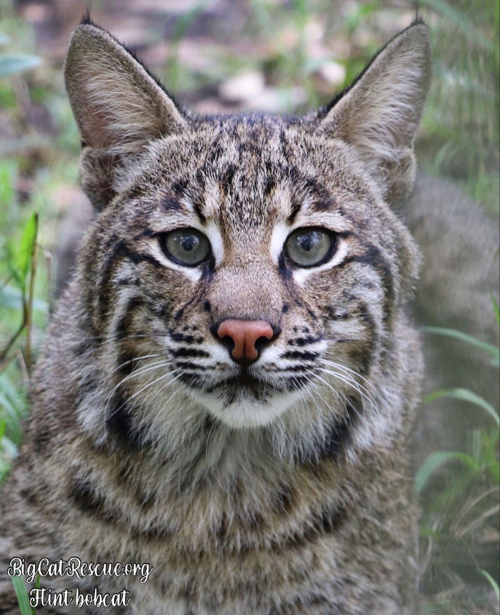 BigCatRescue's tweet photo. Good night Big Cat Rescue Friends! π
Itβs a fabulous Flint FURiday night!
What cuter bobcat face to usher in the weekend than this one?!
Nite nite everyone!
#GoodNight #BigCats #BigCatRescue #Rescue #Bobcat #FridayFeeling #TGIF #Flint #ItsAlmostTheWeekend #CaroleBaskin https://t.co/Ef7O846WYx