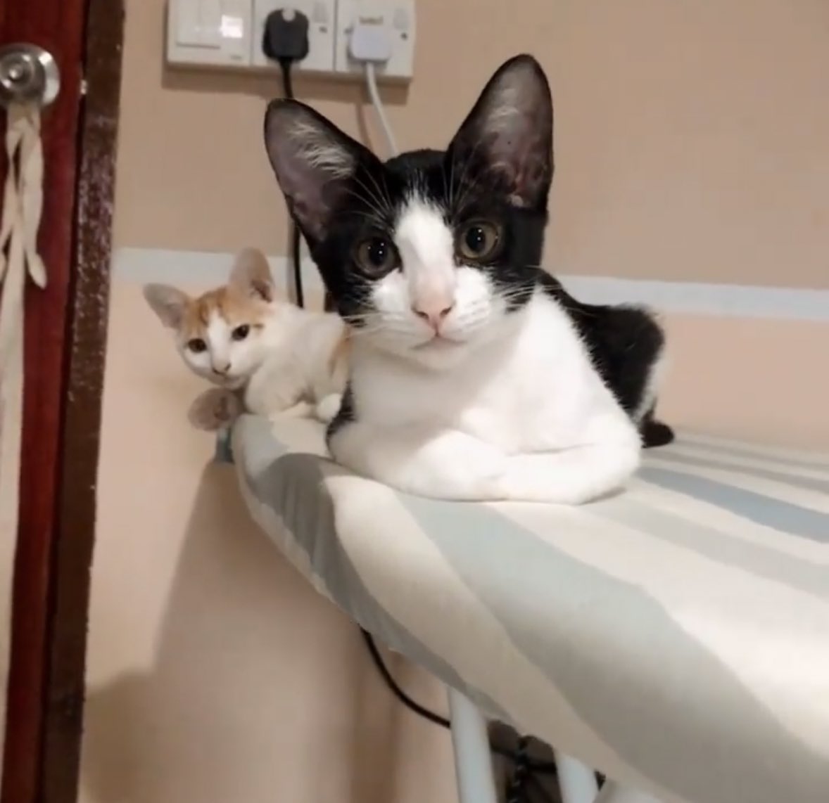 Yeo Reum on Twitter "I JUST WANT TO KNOW IF THEY ARE LITTERMATES JUST