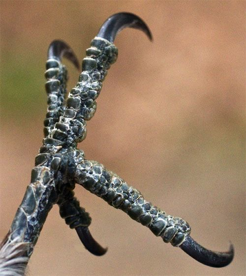 Patricia @ Bird Fun Facts on Twitter: "One of the most unique features