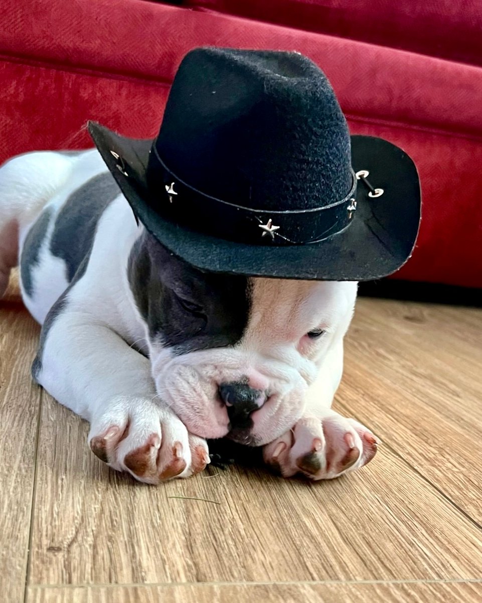 Heading into the weekend in style! 🤠 #ThrowBack Cash ready for a #weekend #party 🥳 #weekendvibes #nightlife #tgif #Nashville #fridaynight #fridaymood #americanbully #Exoticbullies #Microbullies #Exoticbully #Microbully #americanbullies