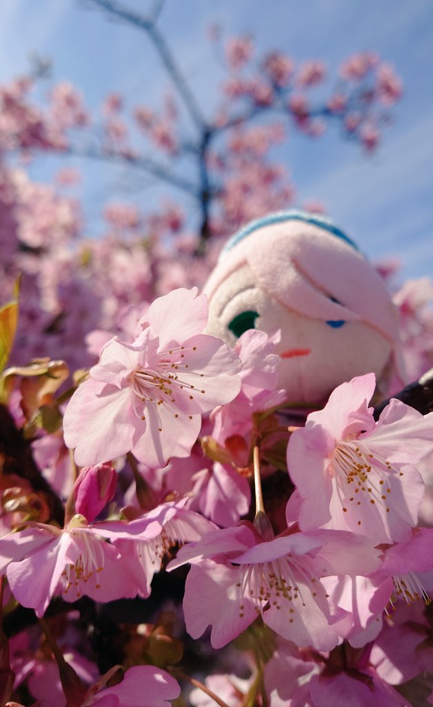「朝一で河津桜見てきたー!そざもちは桜に負けないかわいさだねぇ 」|散骨のイラスト