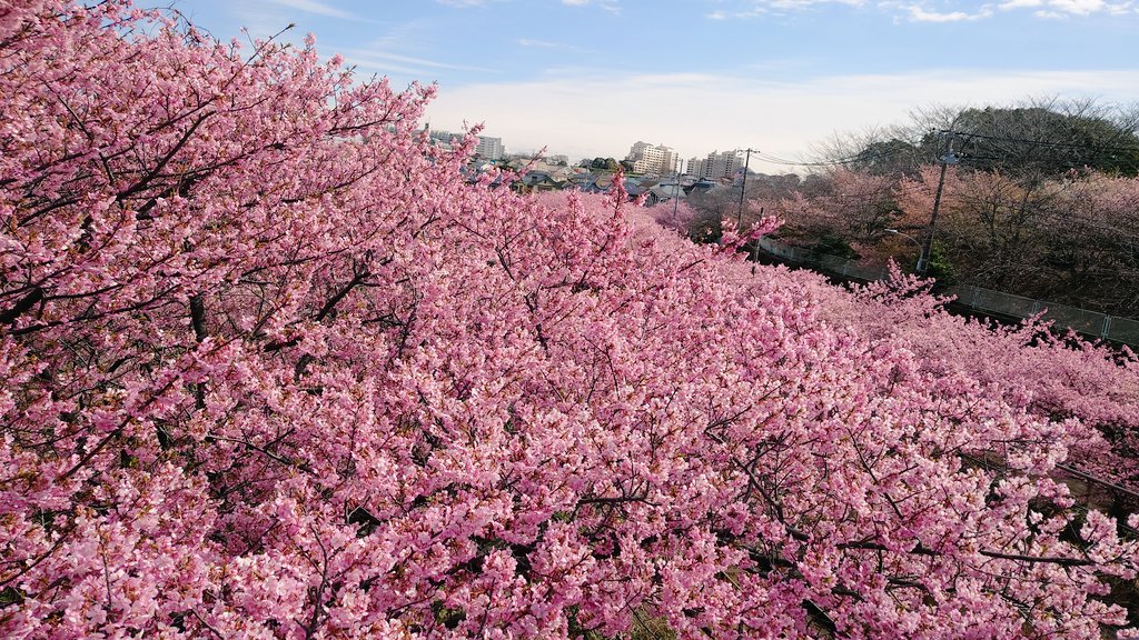 「朝一で河津桜見てきたー!そざもちは桜に負けないかわいさだねぇ 」|散骨のイラスト