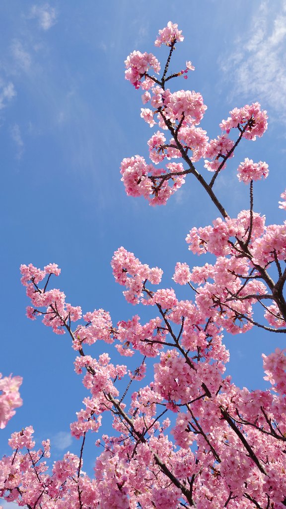 「朝一で河津桜見てきたー!そざもちは桜に負けないかわいさだねぇ 」|散骨のイラスト