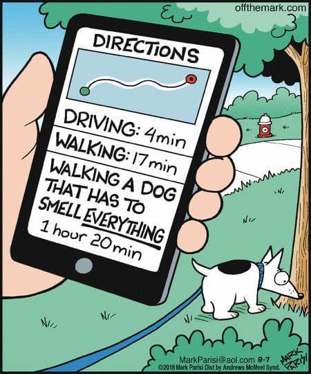 lessofme330's tweet photo. Happy FriYAY frens. Mommy says somebody wrote dis about me. #sniffydogs #DogsofTwittter #peemail https://t.co/JZs9UxIBRj