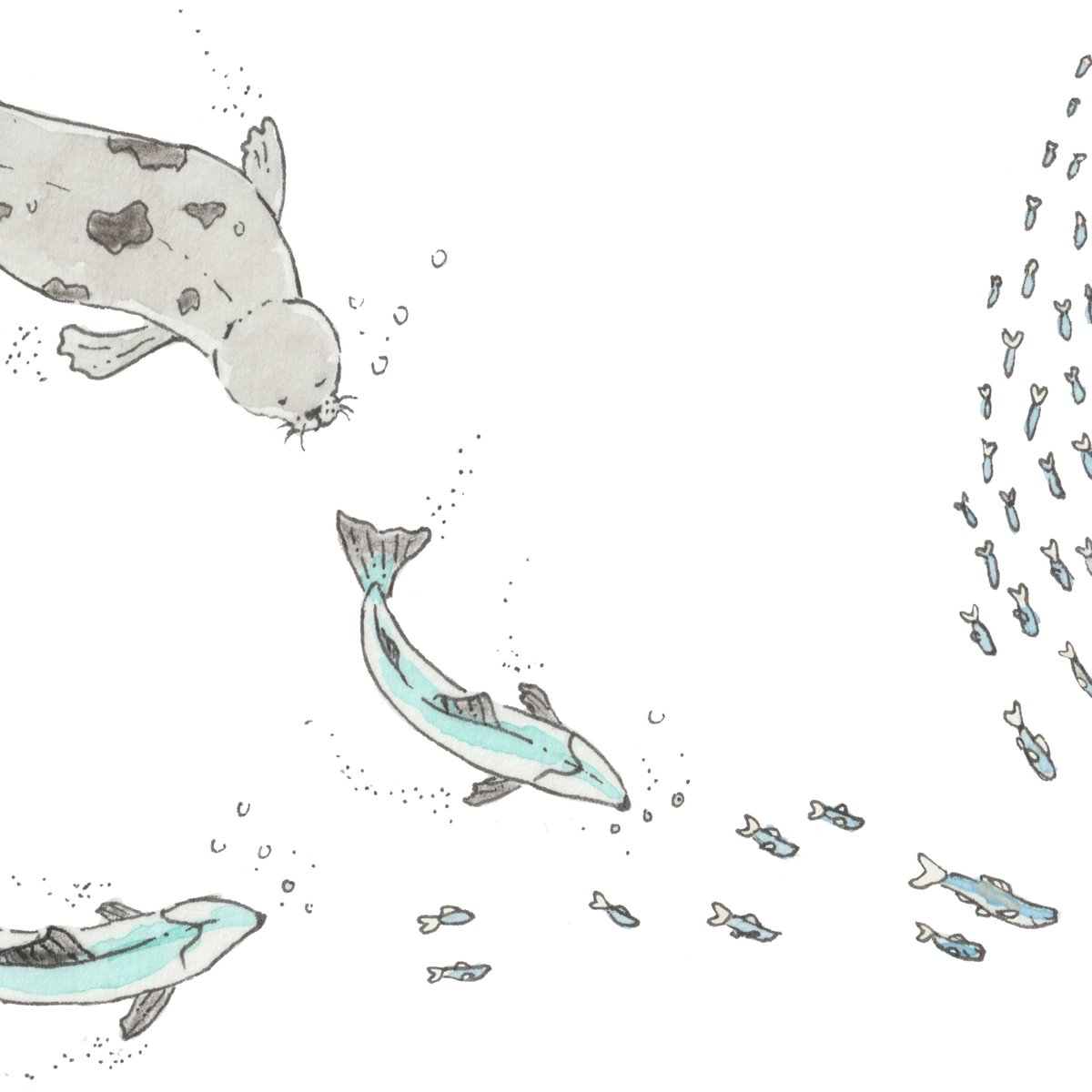 Ecosystem science can be hard to visualize - that's where art comes in! We teamed up with <a href="/RConnelli/">Rosemary Connelli</a> to create scientific illustrations about our herring research with <a href="/TribeNisqually/">Nisqually Indian Tribe</a> and other partners. You can check out the rest here: lltk.org/herring-illust…