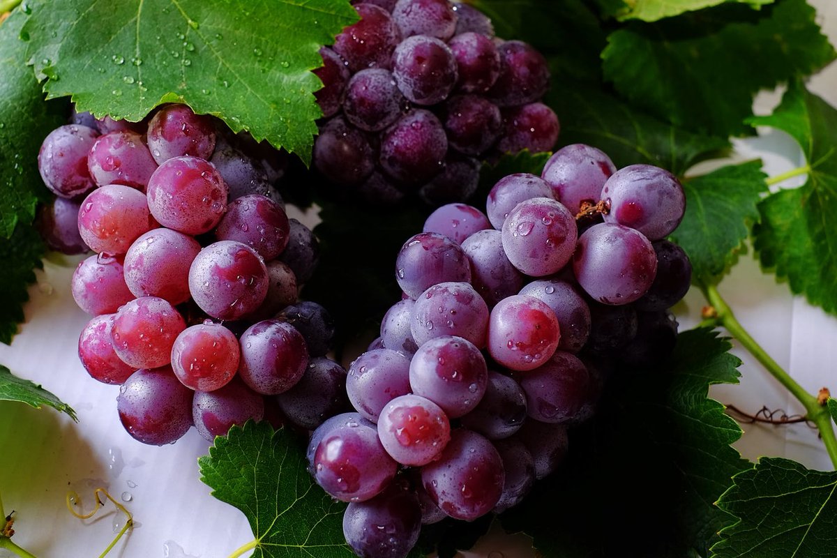 AgroVenezuela's tweet photo. .
#AgroEventos , para los amantes del #vino !
" Nuevas Tecnologías en #Viticultura "
Sab. 25 Feb . . 8:30 AM. . Ponente : Ing. Agr. Pedro Corzo .
Transmisión por @Agrosiembra_live en Instagram .
#Uva #Agronomía #Agricultura #Lombricultura #Biofertilizantes
#UCV #Venezuela
. https://t.co/KZok9GePV8