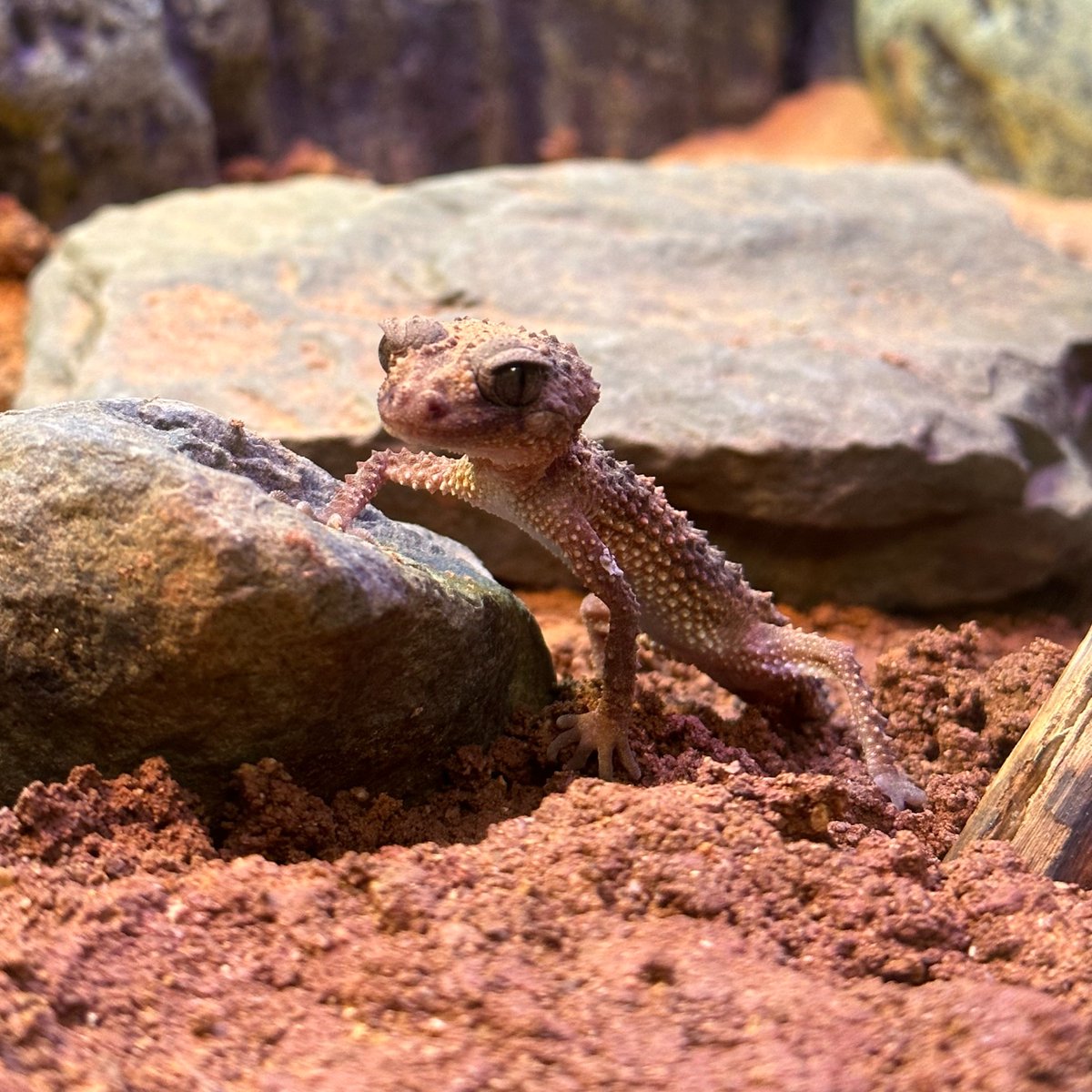 Say hello to this little handsome man! 🦎 You're looking at one of our young adult knob-tailed geckos. The rough scales across their bodies help them blend into the rocky terrain they are native to in western Australia. They can grow to be about 4.5 inches long.