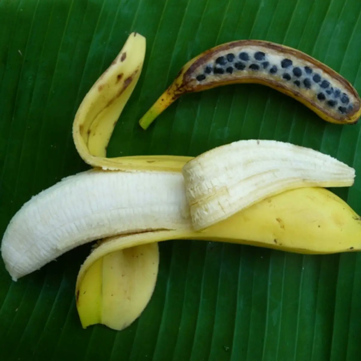 MsCiencia2's tweet photo. El plátano fue creado por el hombre.

Los plátanos originales no eran comestibles, estaban llenos de semillas duras y sólo servían de alimento si se cocinaban. La versión que tenemos es un híbrido
entre dos especies silvestres de la fruta, producida por el hombre. https://t.co/U4M0IULtiq