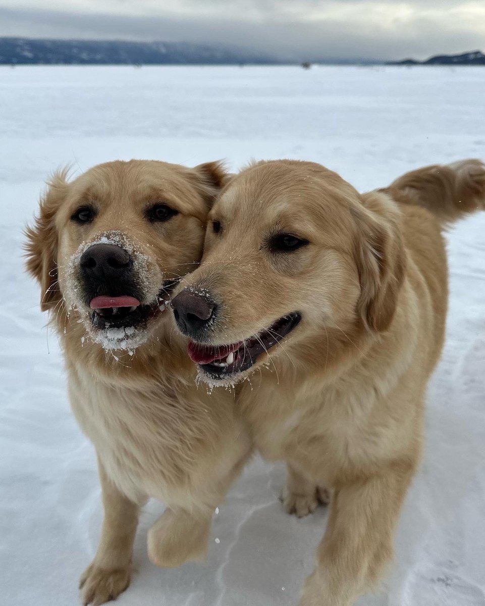 MarkKolosov's tweet photo. ❤️Love my Retrievers❤️ #dog #GoldenRetrievers #goldenretriever #dogs #dogsofinstagram #love #montana #snow #snowday #breader #beautiful #dogs #doglovers #doglife #nature #naturephotography #cute #cuteanimals #animals #animallovers #lovepuppies https://t.co/I8aN3pXOHY