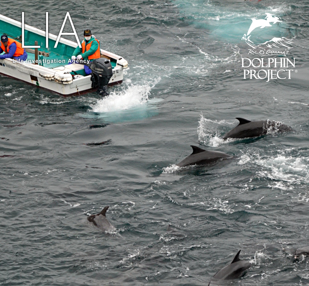 Taiji: Yesterday, about 50 bottlenose were trapped in the cove. 2 were taken for captivity. 8 were killed.
Today, the boats have headed out in search of more dolphins. #ThinkBlue February 25, 2023
#DolphinProject @ngo_lia