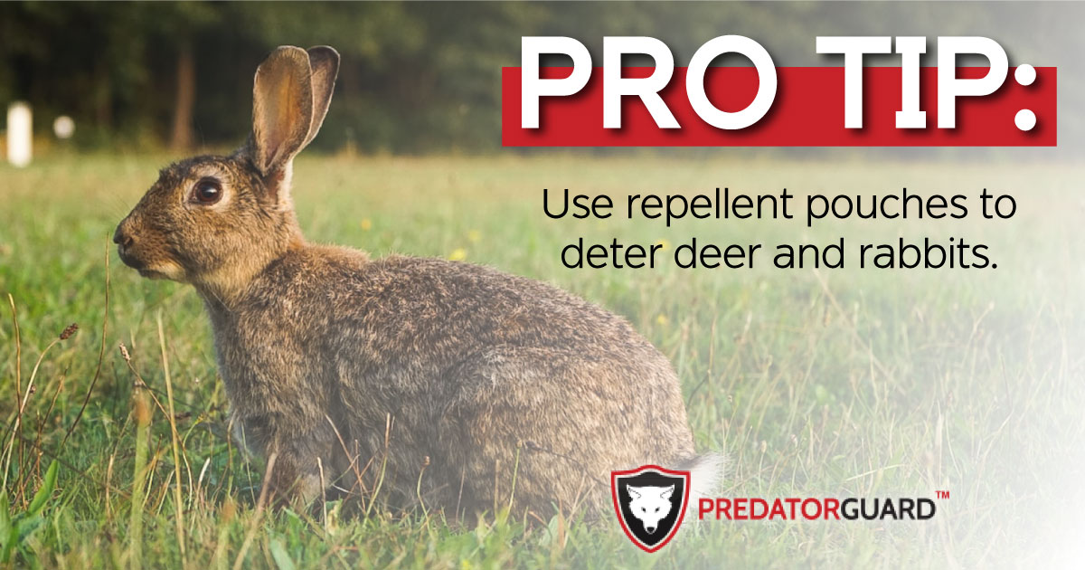 PredatorGuard's tweet photo. Deer Repel is a 10-pack of specially formulated scent repellent pouches designed to protect plants and trees for 12 months. It's all-natural and safe to use around kids and pets. 
 https://t.co/Tg6fWaMAcZ #PredatorGuard #pestcontrol https://t.co/6JhxoTZJ7D