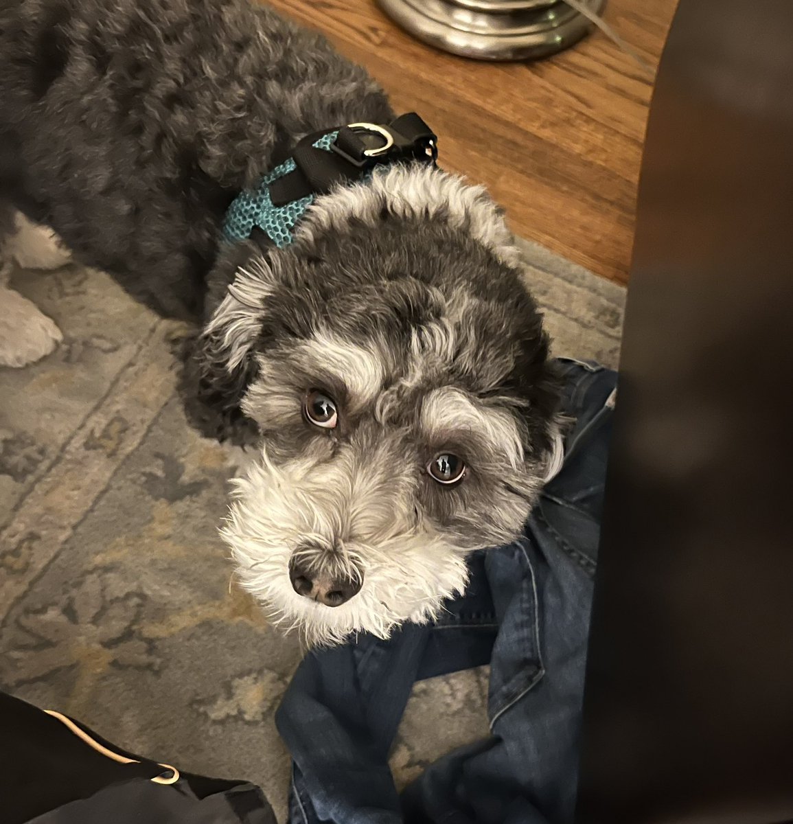 Dah! She caught me! Pulled the jeans off the chair to search the pockets for tissues…#DogsBehavingVeryBadly #dogsarefamily #dogs #DogsofTwittter #havanese #puppydogeyes