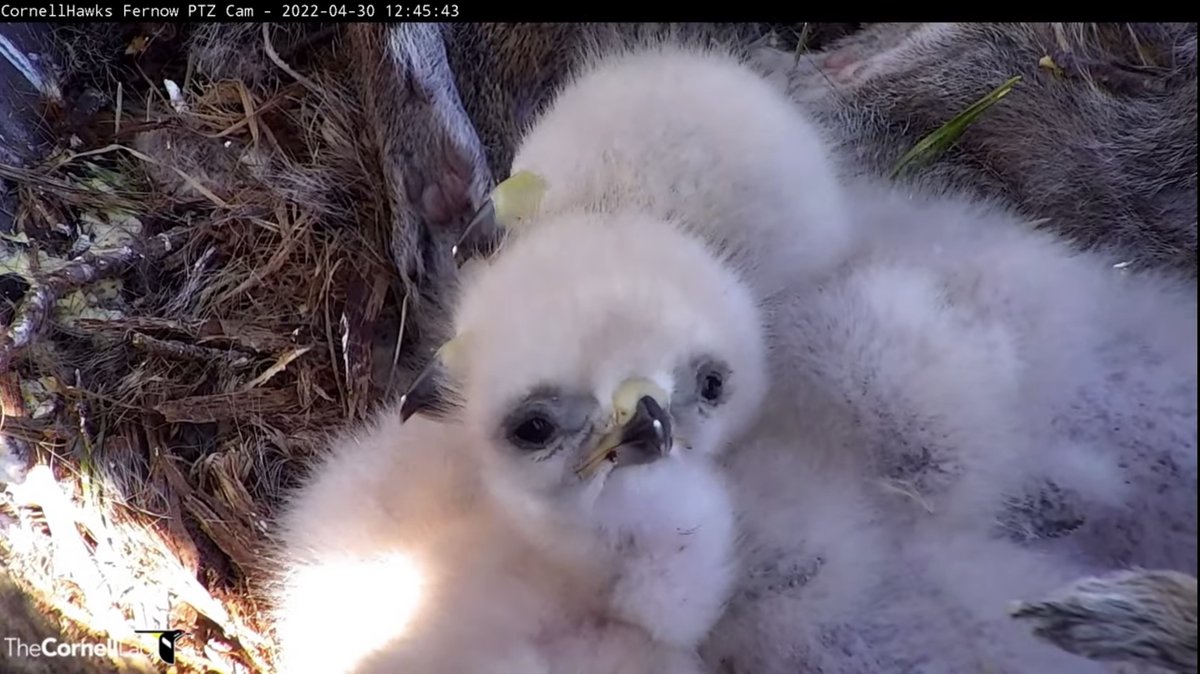 butterfly8970's tweet photo. @CornellHawks Just think this little miracle was a powder puff almost a year ago. Love you L4❤️ https://t.co/pViXoJJUJv