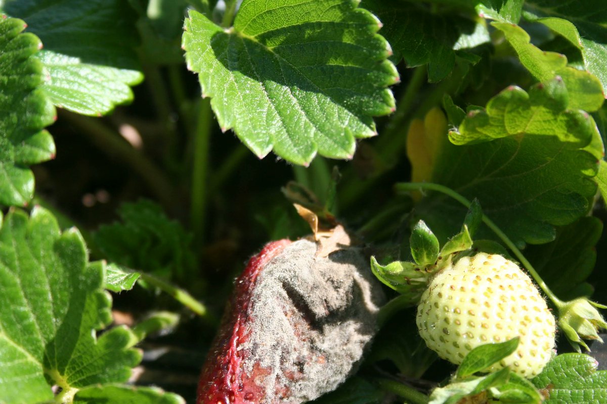 txplantclinic's tweet photo. Happy Friday(02/24/23)! Rot is on my mind. Did you know that some wines are made from rotten grape - botrytis infected grapes aka "noble rot". Check this for weekend reading:
https://t.co/0I8FBo4zGk. This got me wondering...strawberry wine? -KO @TXplantDr #noblerot #botrytis https://t.co/GKTCteOU5q