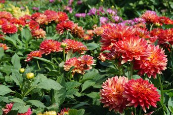 2022 Top Ten Performing Annuals from the University of Minnesota Horticulture Display Gardens bit.ly/3IPs1H8