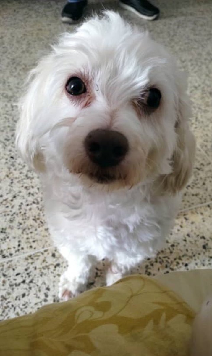 #ServicioPúblico "Muñito" es el perrito de una amiga, se perdió la tarde de este #23Feb, a eso de las 6:00 pm en la plaza de Parque Carabobo, en Caracas.

Es un poodle pelo liso, color blanco. Su familia está muy preocupada 🥺🥺 Cualquier información comunicarse al 0424-269-3628