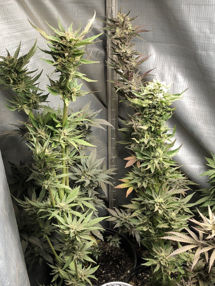 bobmarshinaz's tweet photo. Harvest day… these are ready. 
Grown under #UFS3000LED from Unit Farm @UNITFARM_led https://t.co/x3y9UseVkg