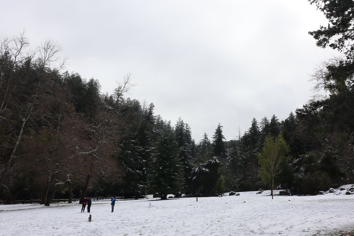 beckbeckasaurus's tweet photo. #SanbornCountyPark #Snow  #SantaCruzMountains #SantaCruzMountainsSnow #Saratoga #SaratogaSnow  #SantaClaraCountyParks #SantaClaraCountyParksSnow https://t.co/7PvvemGMYv