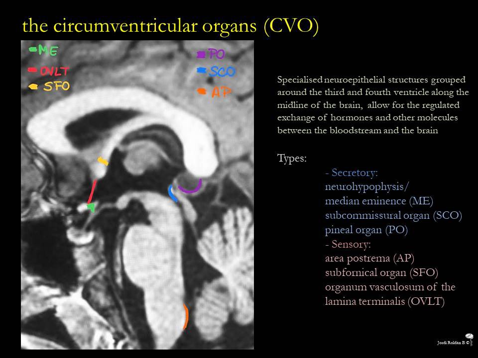 More than area postrema. Other circumventricular organs bit.ly/3pSwwGF 🔐🟢