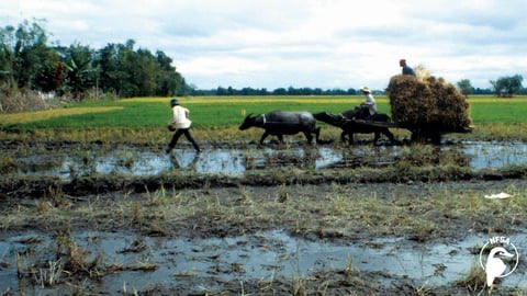 briellesplant23's tweet photo. Watch "Bitter Rice”
Bitter Rice explores the work the People’s Livelihood Foundation, a Filipino cooperative of rice farmers, do to counter act the economic struggles of their farmers.They target predatory fertilizers, banks and rice markets #drfoxcall https://t.co/WdQWXOZ3Q7 https://t.co/q2nJj2rueX