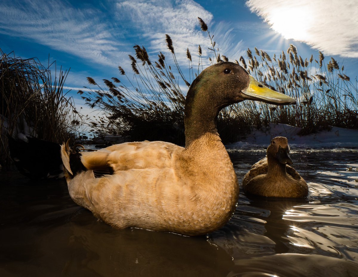 remember feeding ducks as a child?

(retweet to send a treat live.dashducks.tv)