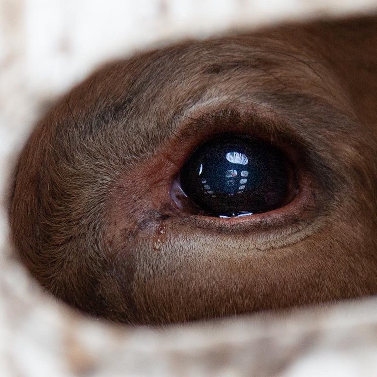 She is not 'an object to own or exploit but an individual... Just like us.' 

Rest In Peace Dec 7, 2021 💔

📷  Louise Jorgensen @animalsentienceproject on IG

👉 Sign the Pledge to Be Vegan for Life: drove.com/.2A4o

#vegan #animalrights #animaltransport #cows #vigil
