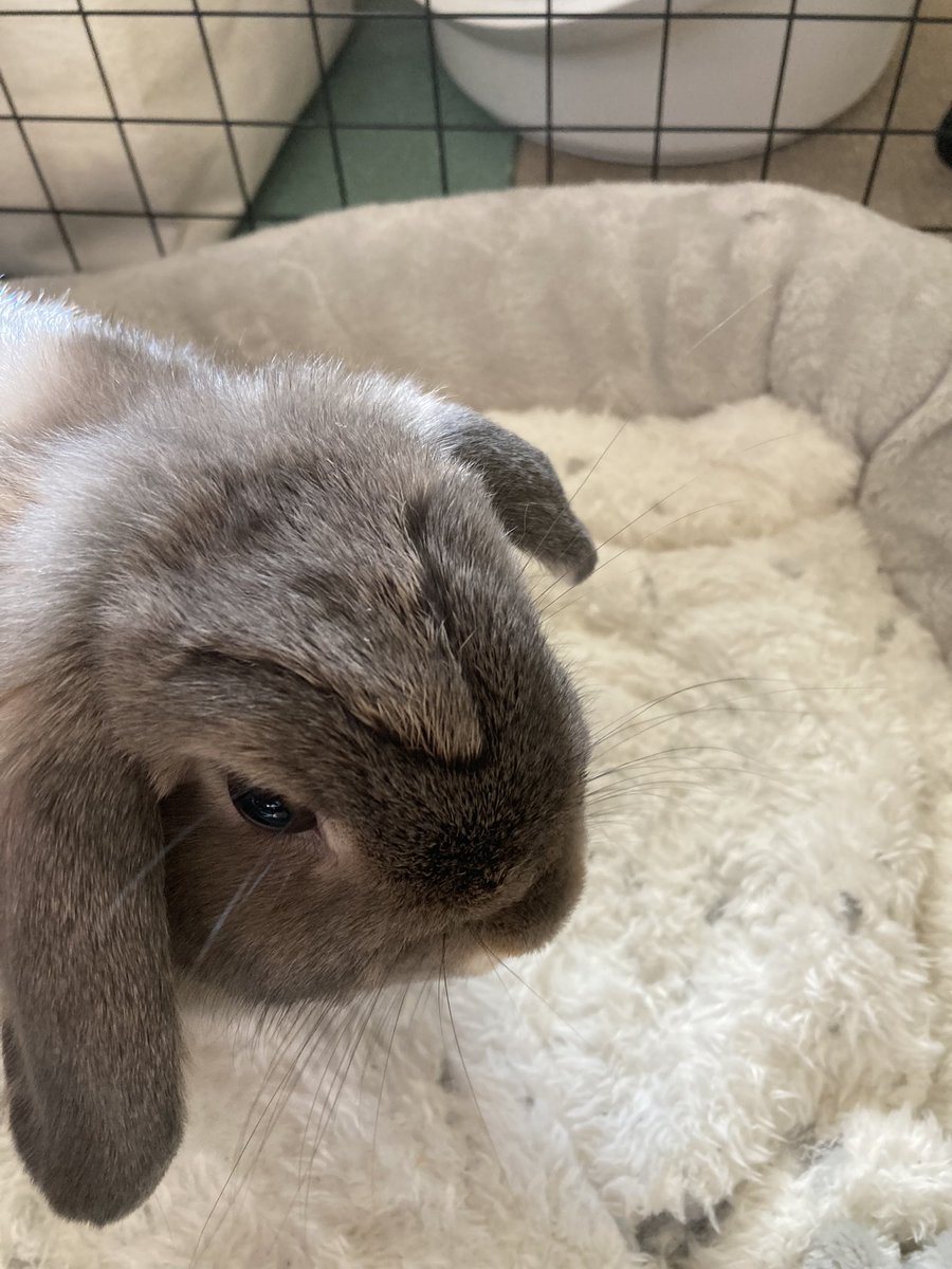 頭にV字、生え変わり途中です