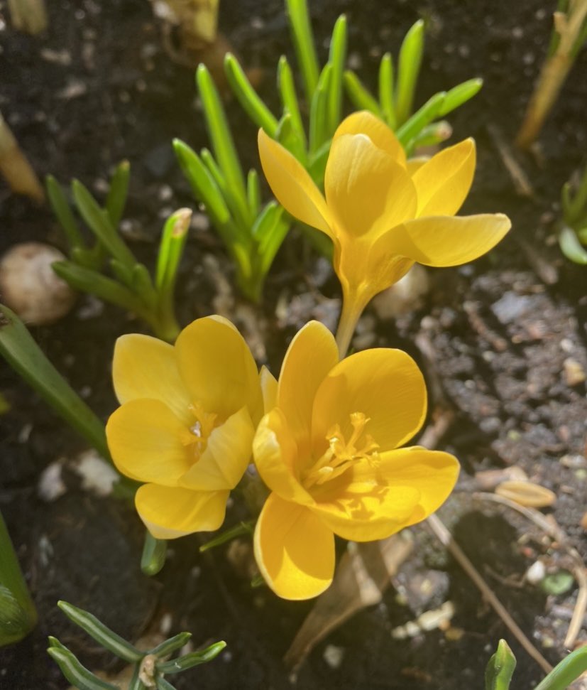 susie hofmann-fraser tweet media