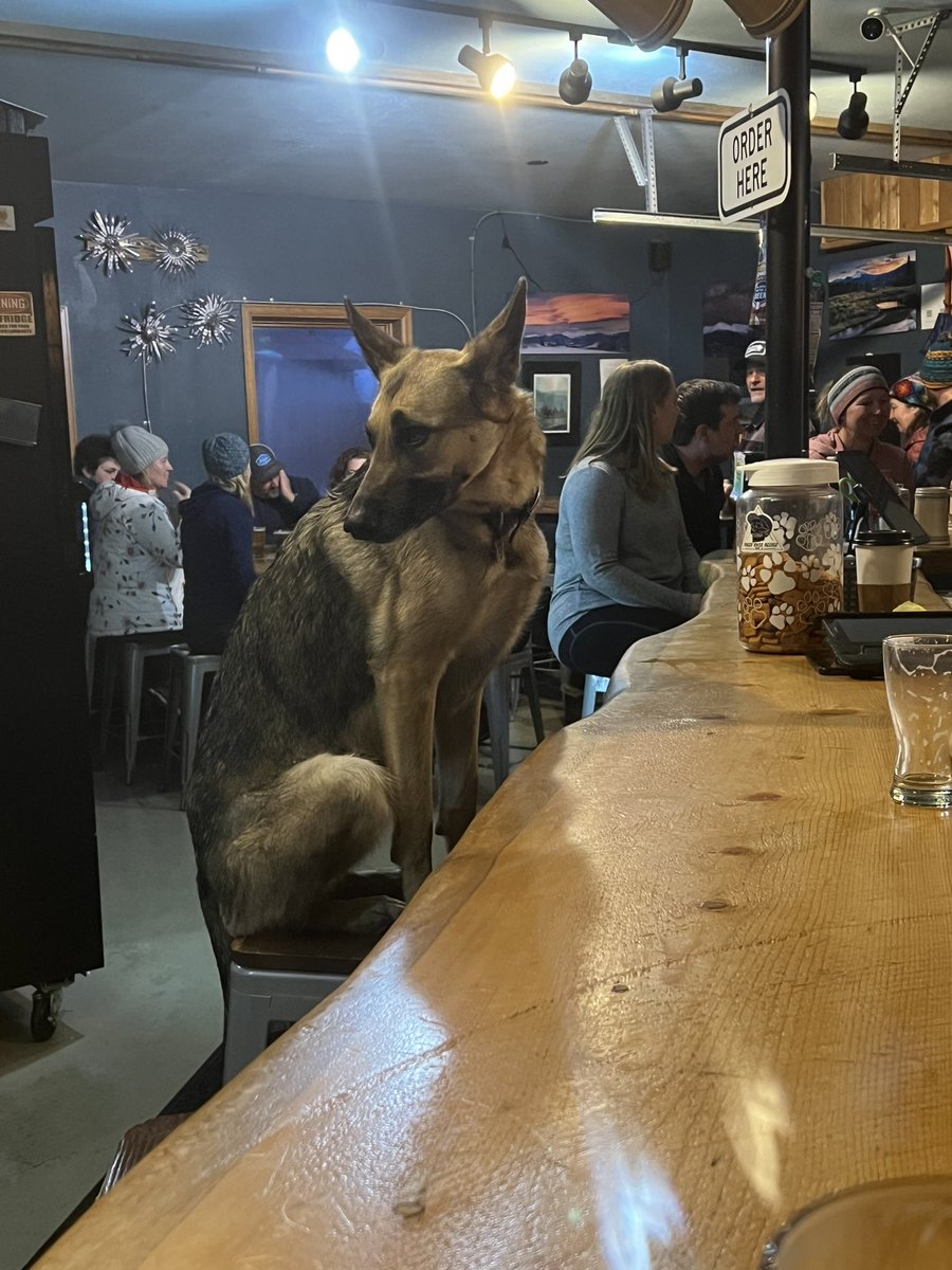 DonnerNicholas's tweet photo. If you ever get the chance, visit Fraser Beer Co. in Fraser Colorado. Met Yuki, the best bar mate ever. Didn’t talk much, but a great listener. #CraftBeer #brewerydogs https://t.co/O8JqiNxFD8