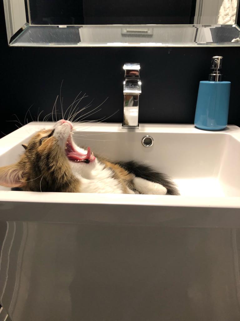 Is this you today? We get it. It's Friday.

Let your hair down and cuddle your furry friends and remember when you're traveling or relocating you don't need to leave them behind because WAT is here to keep your family together with pet relocation. 

#travel #cats #catsofig