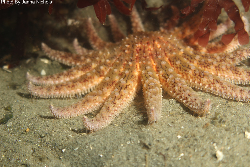 SCIENCE FRIDAY Researchers, including OSU's Sarah Gravem, provided the first experimental evidence that a species of endangered sea star protects kelp forests along North America's Pacific Coast by preying on substantial numbers of kelp-eating urchins. today.oregonstate.edu/news/sea-stars…