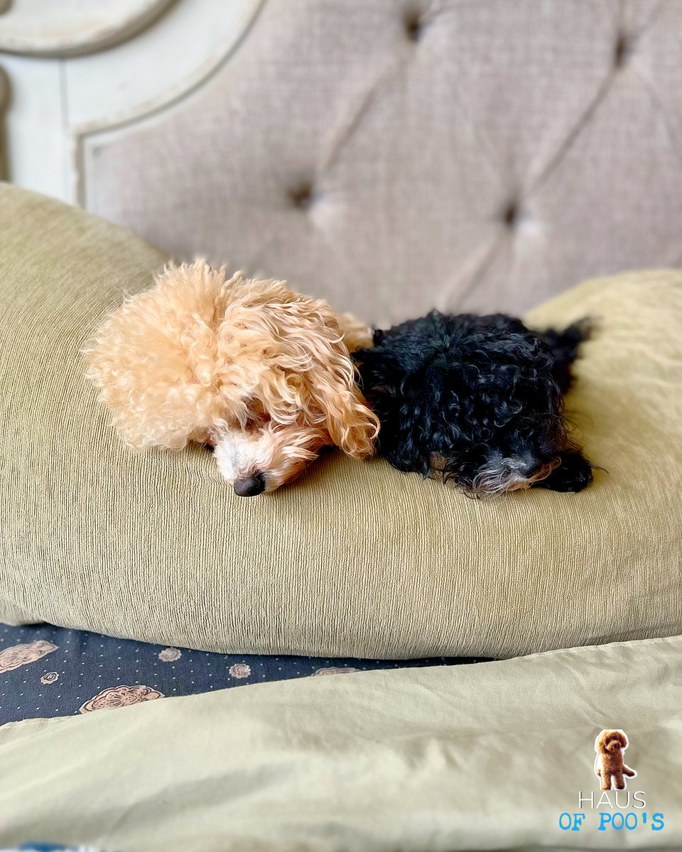 #ToyPoodle Dams Coko &amp; Moon by

#HausofPoos